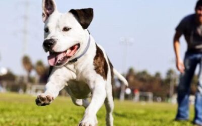 A Great Stock Market Analogy